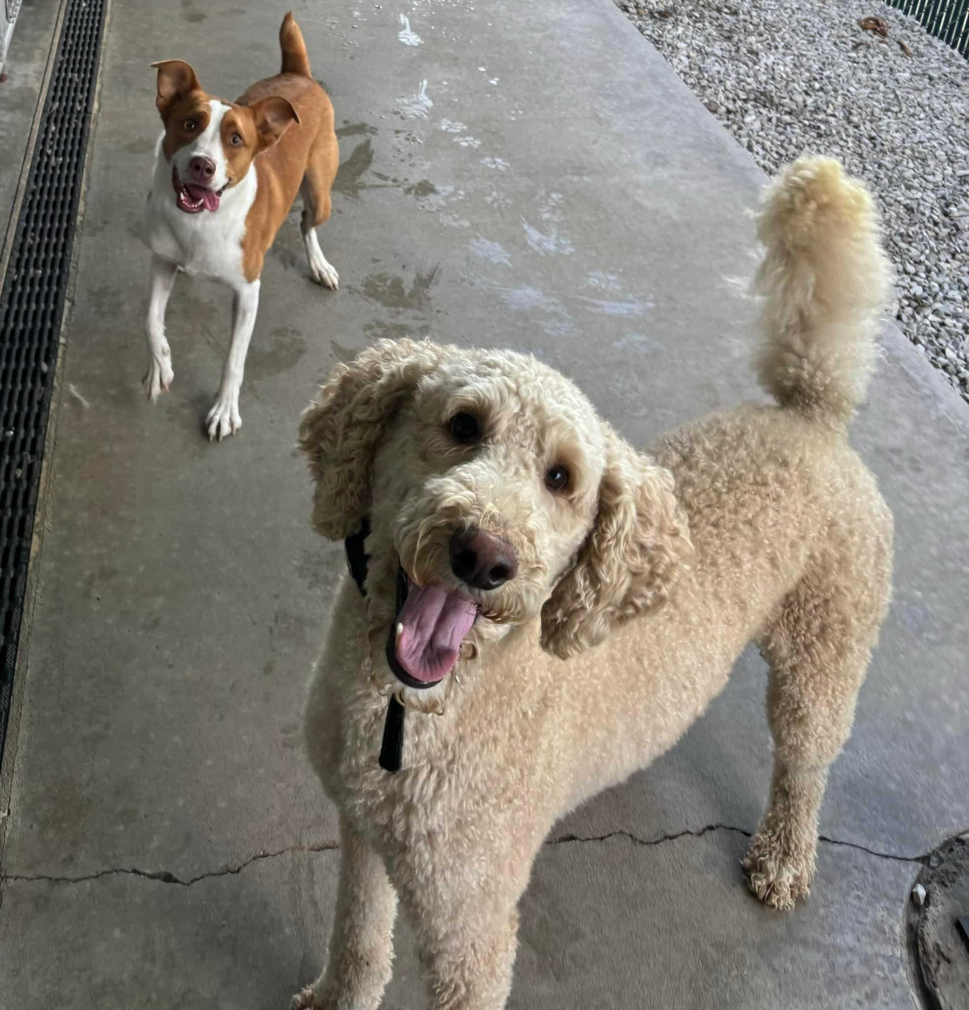 golden doodle and mixed breed dog smiling