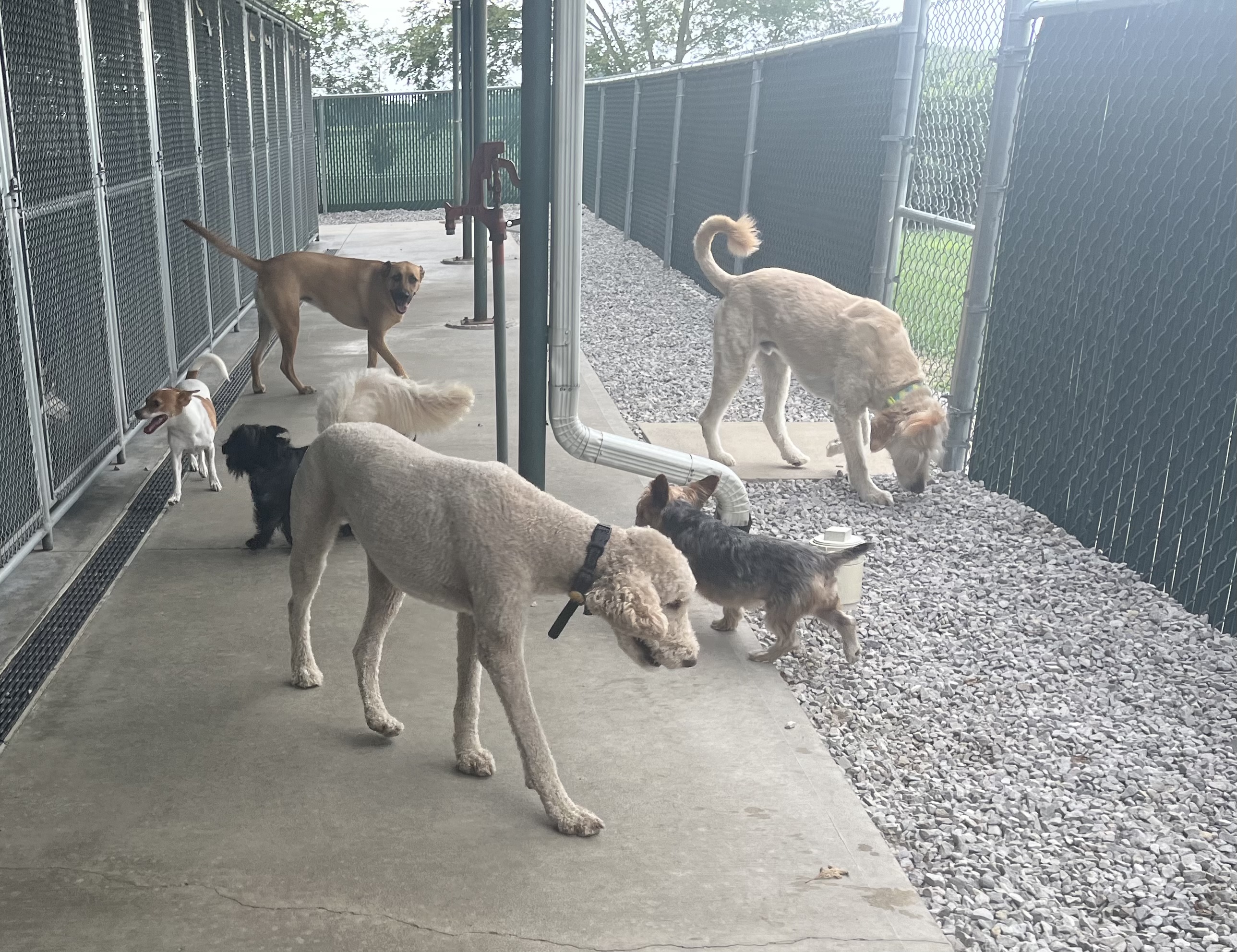 seven daycare dogs walking in fenced in area