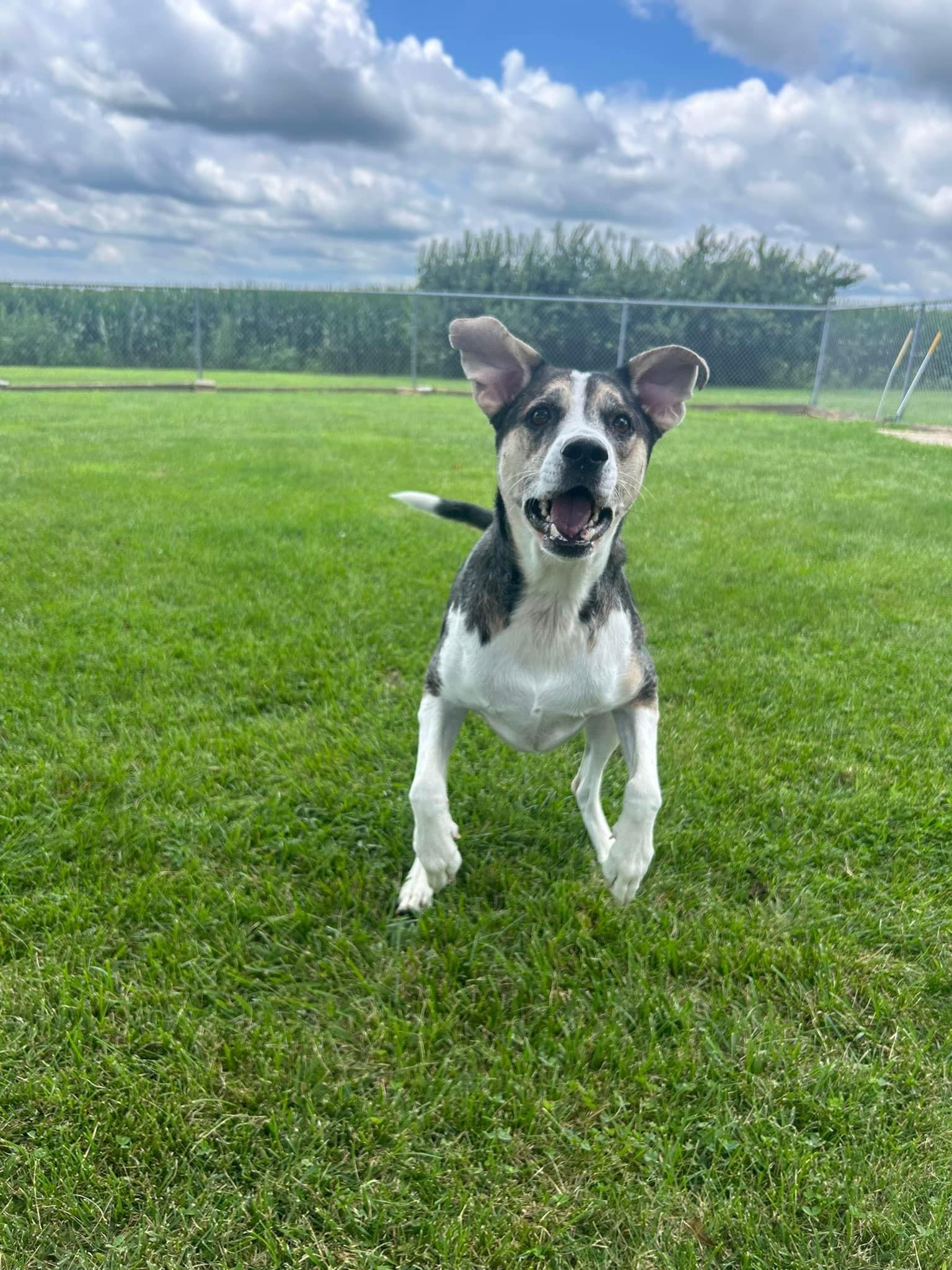 dog jumping excitedly waiting for toy to be thrown
